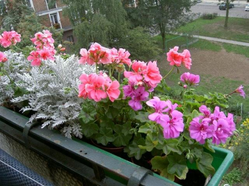 pelargonie na balkonie #kwiaty #pelargonie