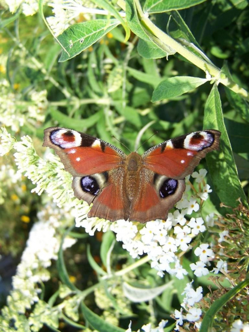 motylem jestem #motyle #owady