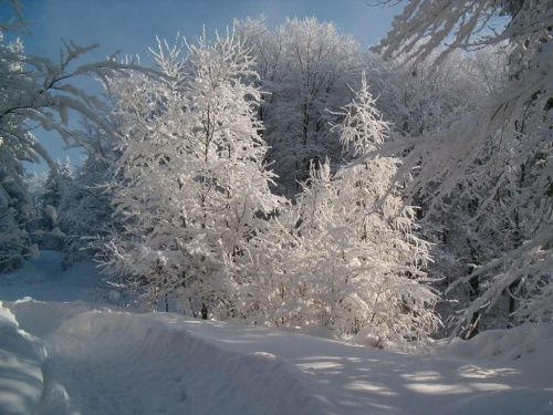 Oblepione śniegiem