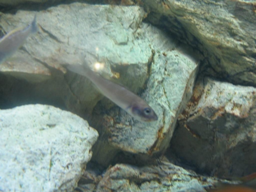 Ciężarna Ciprichromiska