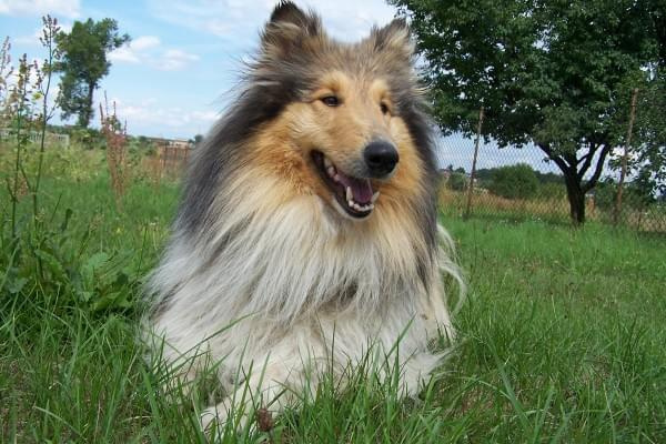 Gracja, moja kochana sunia #Gracja #collie