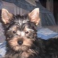 Pies rasy Yorkshire Terrier urodzony 04.06.2006 u nas w domu od 12.08.2006 (ok. godz. 17)