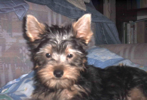 Pies rasy Yorkshire Terrier urodzony 04.06.2006 u nas w domu od 12.08.2006 (ok. godz. 17)