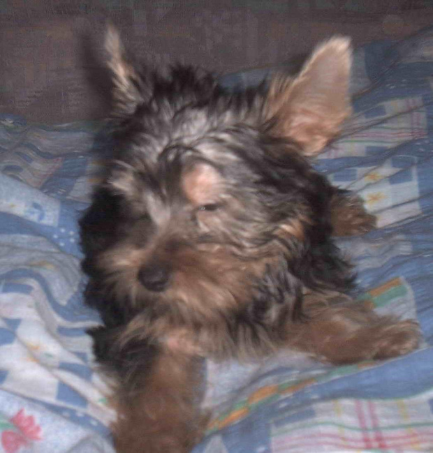 Pies rasy Yorkshire Terrier urodzony 04.06.2006 u nas w domu od 12.08.2006 (ok. godz. 17)