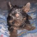 Pies rasy Yorkshire Terrier urodzony 04.06.2006 u nas w domu od 12.08.2006 (ok. godz. 17)