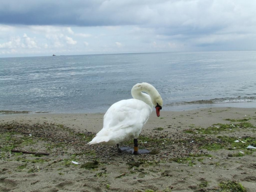 Łabędzie z Gdańskiej Zatoki #Ptaki
