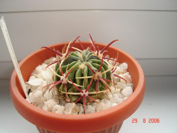 Ferocactus latispinus