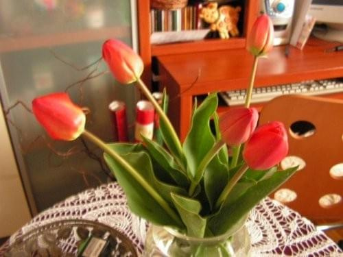 #tulipany1