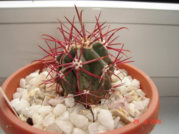 Ferocactus gracilis