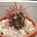 Ferocactus gracilis