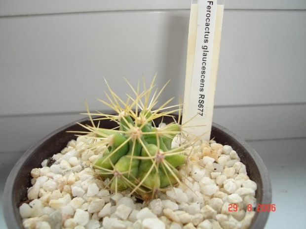 Ferocactus glaucescens RS677