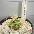 Ferocactus glaucescens RS677