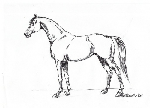 Studium konia (czarny długopis)