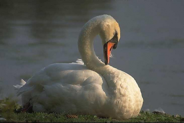 swan