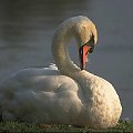 swan