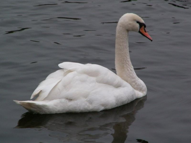 swan