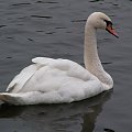 swan