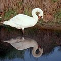 swan