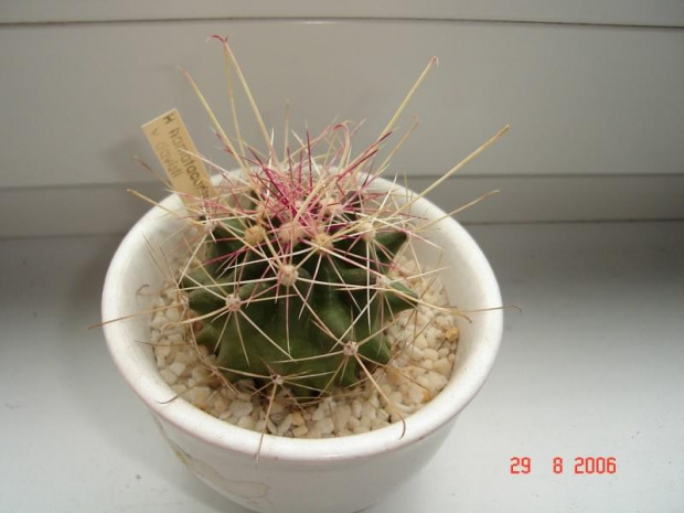 Hamatocactus hamatacanthus v. davisii