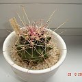 Hamatocactus hamatacanthus v. davisii