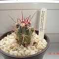 Ferocactus santa maria PP1068 Metztitlan, Mex