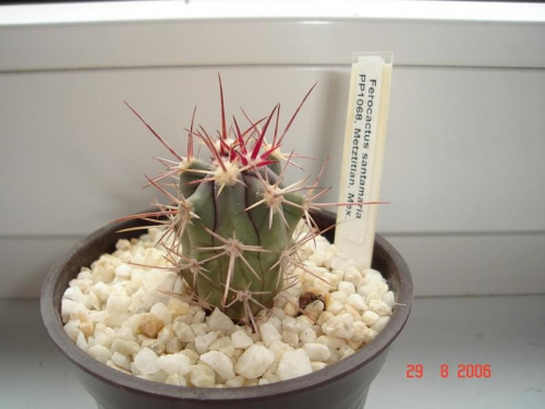 Ferocactus santa maria PP1068 Metztitlan, Mex