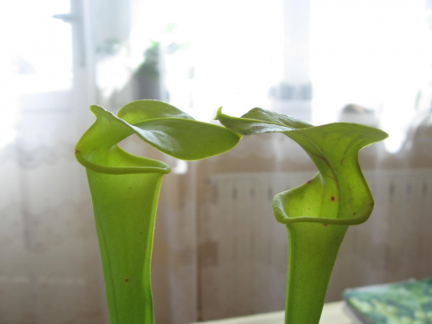 Pułapki S. flava var. flava