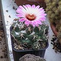 CORYPHANTHA ELEPHANTIDENS