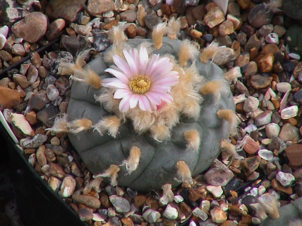 Lophophora williamsii v. texensis #LophophoraWilliamsii