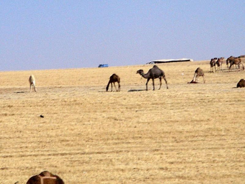 Jordania - beduińskie wielbłądy