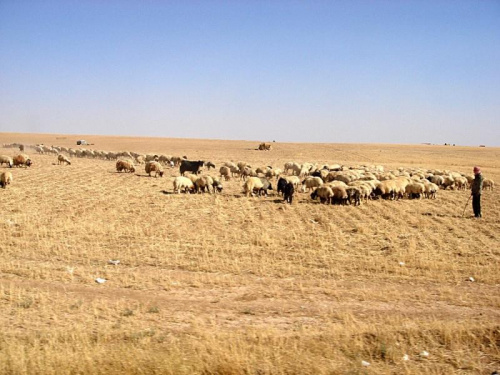 Syria - beduini wypasają owce