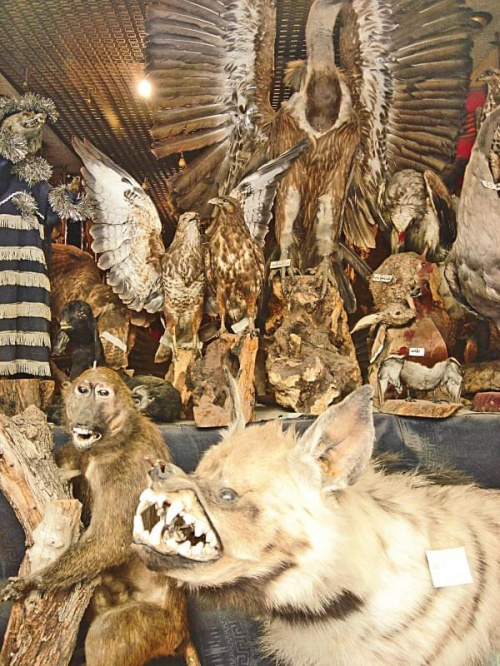 Syria - Damaszek - sklep z wypchanymi zwierzętami.