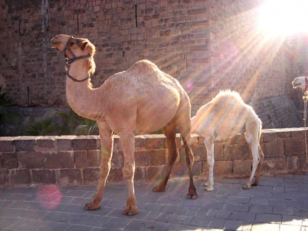 Syria - Bosra