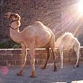 Syria - Bosra