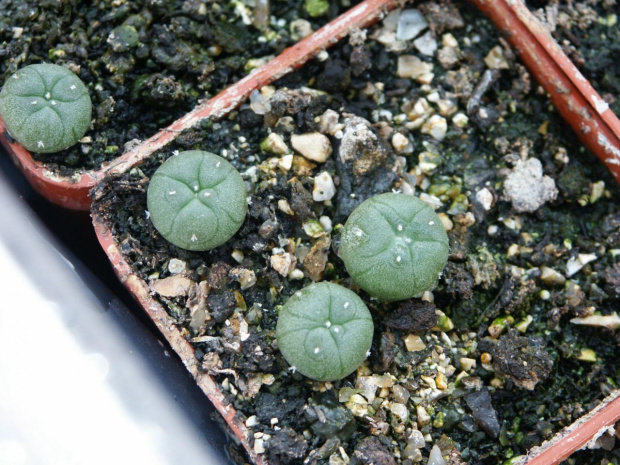 Lophophora williamsii