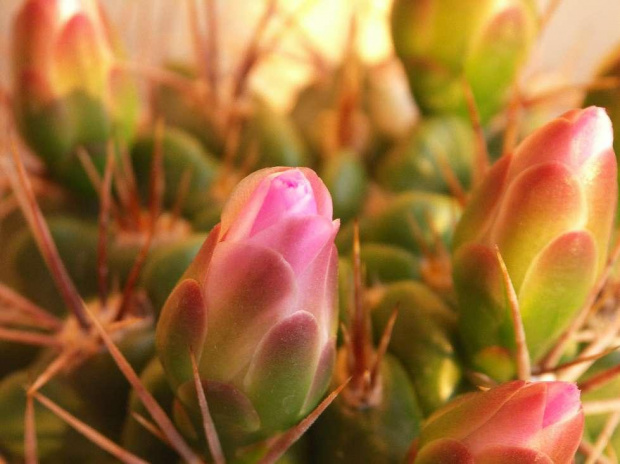 Kwitnące 18-letnie Gymnocalycium achirasence var. echinatum #Kaktusy #Cacti #GymnocalyciumAchirasence