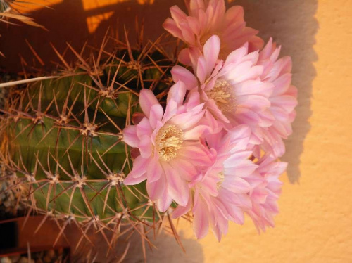 Kwitnące 18-letnie Gymnocalycium achirasence var. echinatum #Kaktusy #Cacti #GymnocalyciumAchirasence