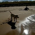 w zachodzacym słońcu #pies #labrador #plaża #ZachódSłonca