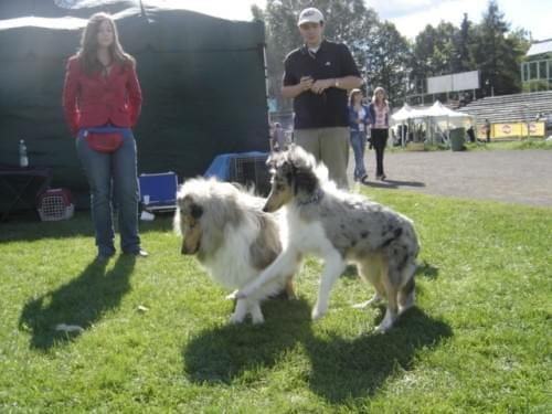 Bonnie #collie