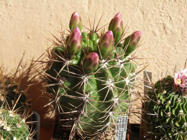 Kwitnące 18-letnie Gymnocalycium achirasence var. echinatum #Kaktusy #Cacti #GymnocalyciumAchirasence