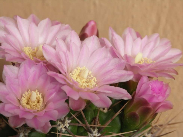 Kwitnące 18-letnie Gymnocalycium achirasence var. echinatum #Kaktusy #Cacti #GymnocalyciumAchirasence