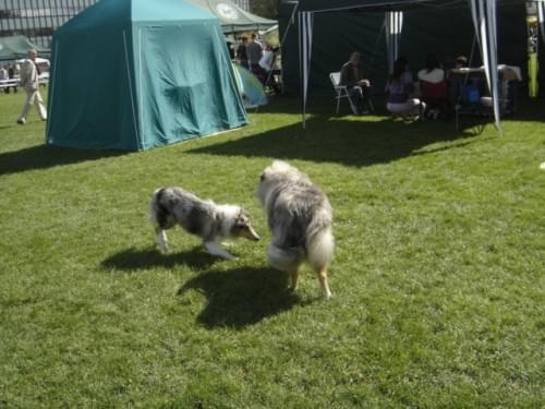 Bonnie #collie