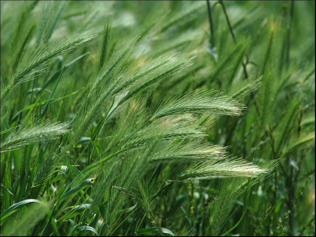 Zielone zboże