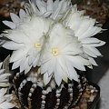 Discocactus horstii