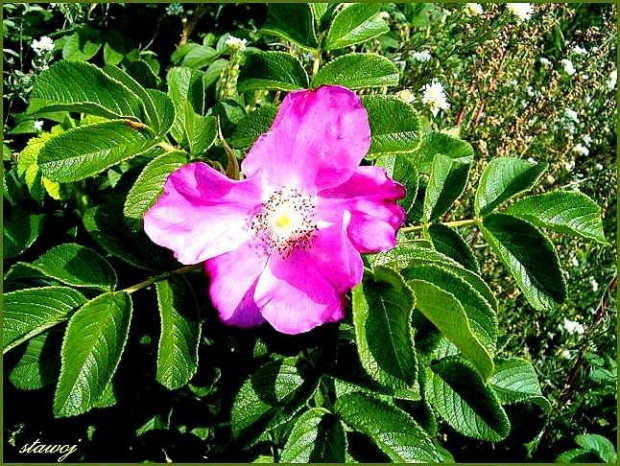 Róża dla Agnieszki - akulci #CoStałoSięZDzikąRóżą