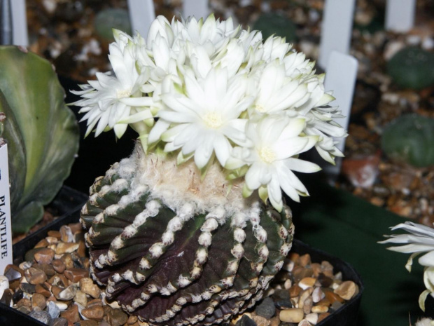 Discocactus horstii