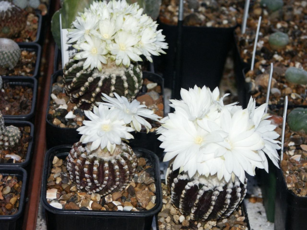 Discocactus horstii