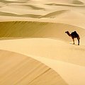 #wielblad #pustynia #zwierze