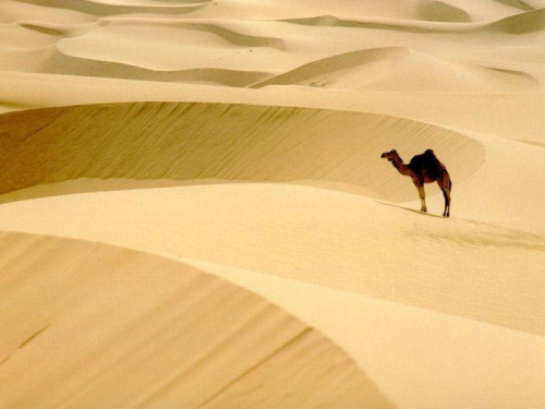 #wielblad #pustynia #zwierze