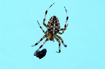 kolacyjka wpadła .... #pająki #pająk #owady